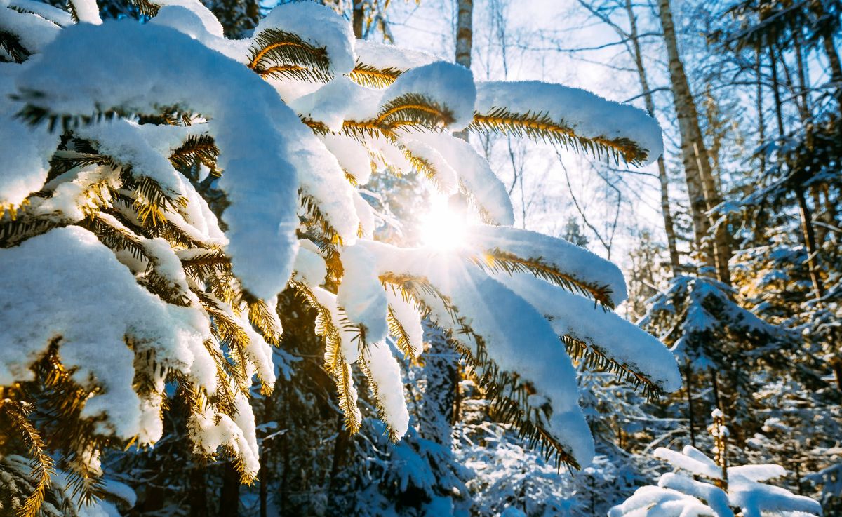 The Hope of Christmas